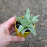 Haworthia retusa 'White Ghost' (Product Size)