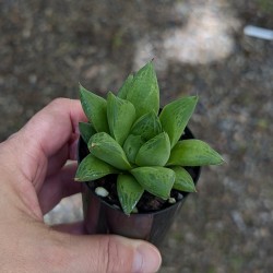 Haworthia cuspidata