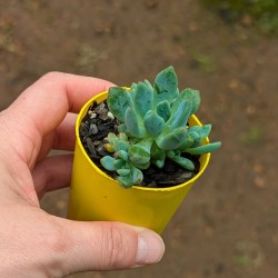 Echeveria amoena (Product Size)