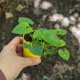 Viola 'Lady Hume Campbell' (Product Size)