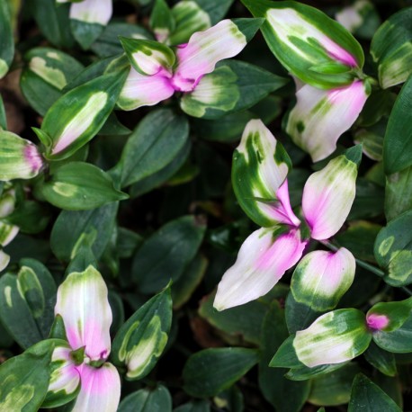 Tradescantia 'Blushing Bride'