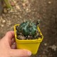 Gymnocalycium baldianum - Product Size