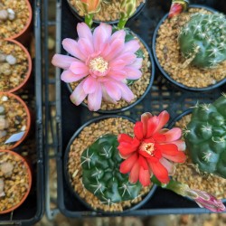 Gymnocalycium baldianum - Product Size