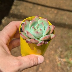 Echeveria colorata