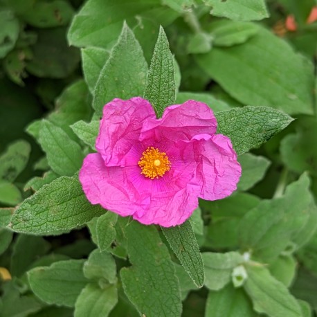 Cistus × pulverulentus 'Sunset'