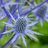 Eryngium planum Deep Blue