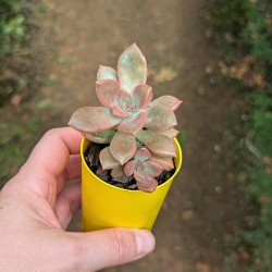 Graptoveria 'Rubra' - product size