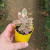 Graptoveria 'Rubra'