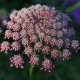 Daucus carota - Chocolate