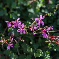 Pelargonium rodneyanum