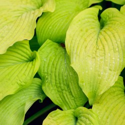 Hosta 'Lemon Lime' - product size