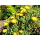 Mesembryanthemum crystallinum 'Golden Sun'