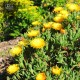Mesembryanthemum crystallinum 'Golden Sun'