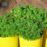 Sedum lydium