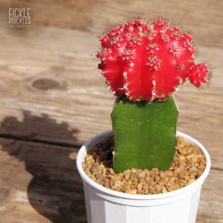 red cactus plant