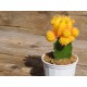 Grafted Cactus - Yellow