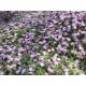 Drosanthemum floribundum in flower