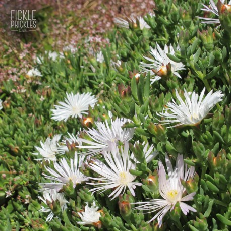 Mesembryanthemum crystallinum 'White Sun'