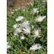 Mesembryanthemum crystallinum 'White Sun'