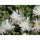 Mesembryanthemum crystallinum 'White Sun' flowers