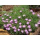 Mesembryanthemum crystallinum - Mauve