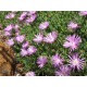 Mesembryanthemum crystallinum - Mauve