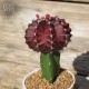 Grafted Cactus - Purple (Product Size)