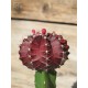 Grafted Cactus - Purple (Product Size)