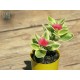 Aptenia cordifolium variegata (Product size)