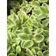 Aptenia cordifolium variegata
