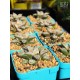 Haworthia ‘Silver Kiwi’ (product size)