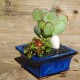 Succulent Bonsai Planter Kit