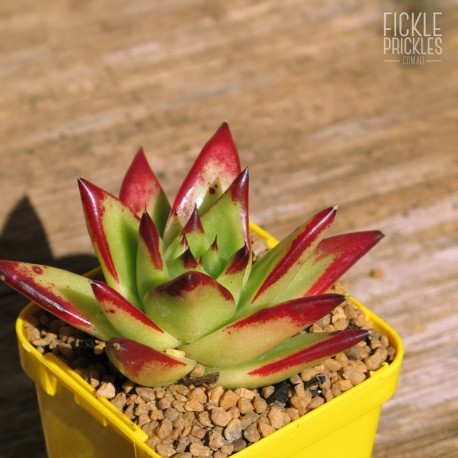Echeveria agavoides 'Red Edge' - Product Size