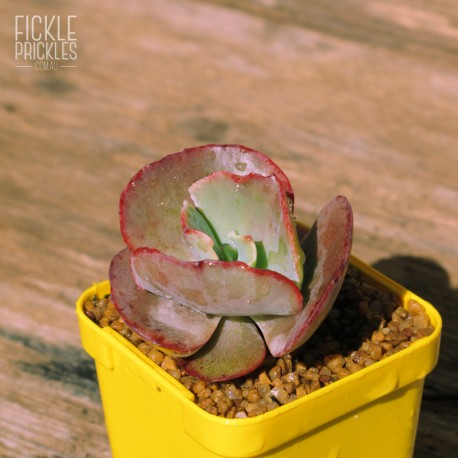 Echeveria ‘Fire and Ice’ - Product Size