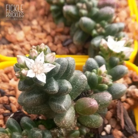 Sedum furfuraceum - flower