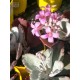 Kalanchoe pumila ‘Quick Silver’ - product size