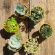 Small Succulent Wreath Kit