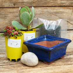 Succulent Bonsai Planter Kit