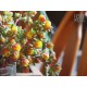 Echeveria globulosa - Flower