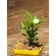 Euphorbia milii - Yellow