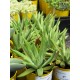 Orostachys spinosa - product size