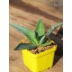 Agave chrysantha - Product Size