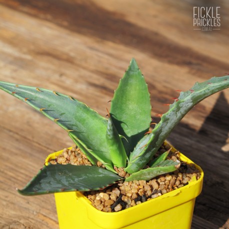 Agave chrysantha - Product Size