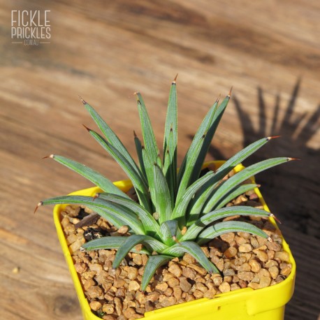 Agave stricta - Product Size