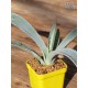 Agave tequilana - Product Size