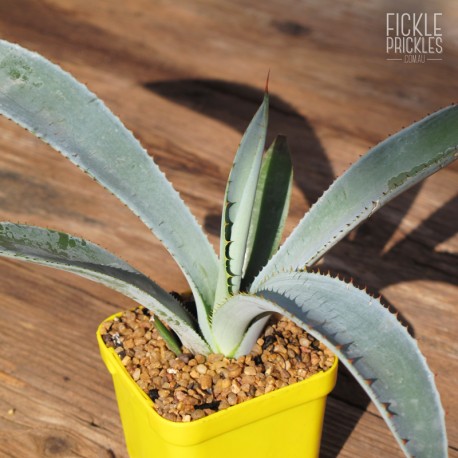 Agave tequilana - Product Size