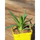 Agave dasylirioides - Product Size
