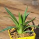 Agave dasylirioides - Product Size