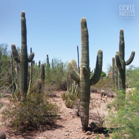Carnegiea gigantea at the Desert Botanical Garden in Phoenix, Arizona.
