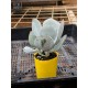 Cotyledon orbiculata 'Dan's Delight' (Product Size)